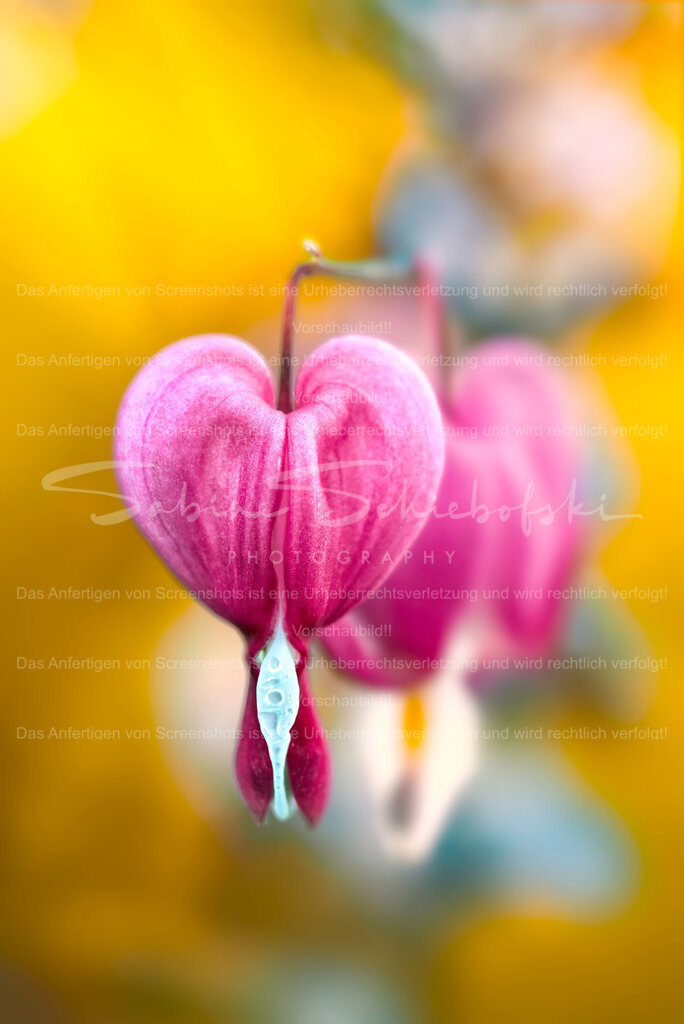 Happy Valentine | ein detailreiches tränendes herz vor gelben hintergrund - Realisiert mit Pictrs.com