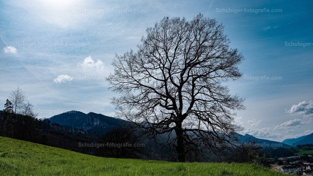 Baum | Baum am Hang - Realisiert mit Pictrs.com