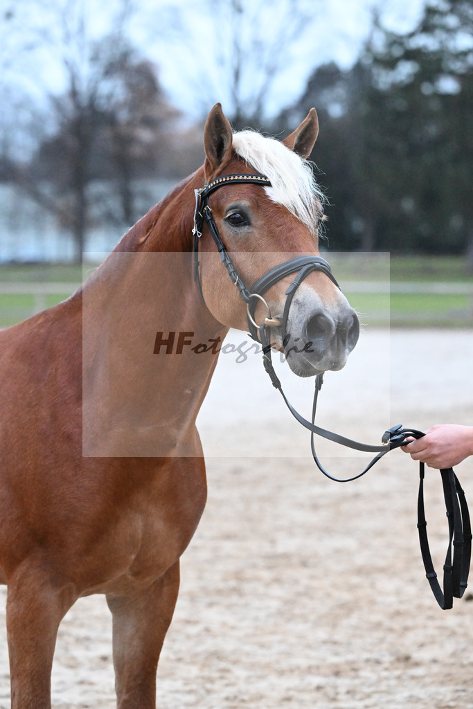 Kat-Nr. 22 Niolando v. Nio_Kirchberger_48252027 | hf-fotografie - Realisiert mit Pictrs.com