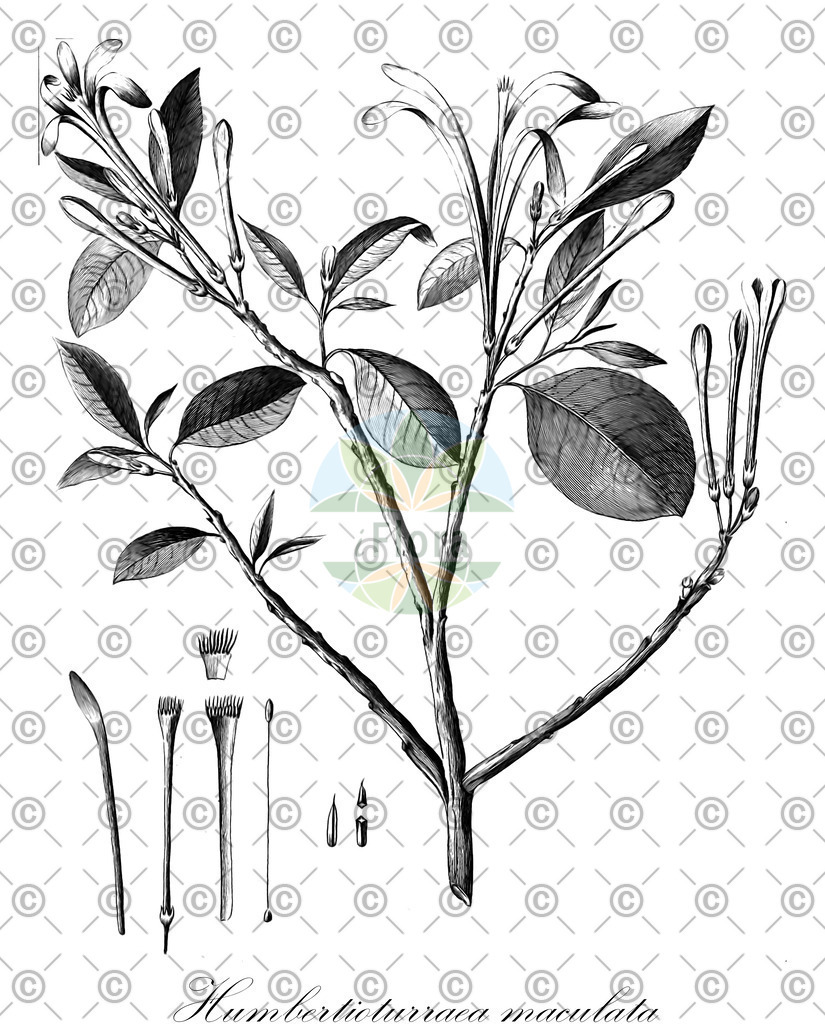 HistAbb_wfo-0000725806_1_ENZY_Simple | Historische Abbildung von Humbertioturraea maculata - Meliaceae | Historical Illustration of Humbertioturraea maculata - Meliaceae