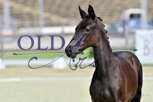 05 DE433330672623 FRE Despacito - All Inclusive-T. - Freudenfest-T. DSC_3363 Kopie | <meta name="description" content="★Offizieller Merchandise und Foto-/Videostore des Oldenburger Verbandes.★ ✅Jetzt auch digital Ausdrucke erhältlich." />
<meta name="keywords" content="Merchandise Foto-/Videostore Oldenburger Verband Photographie 