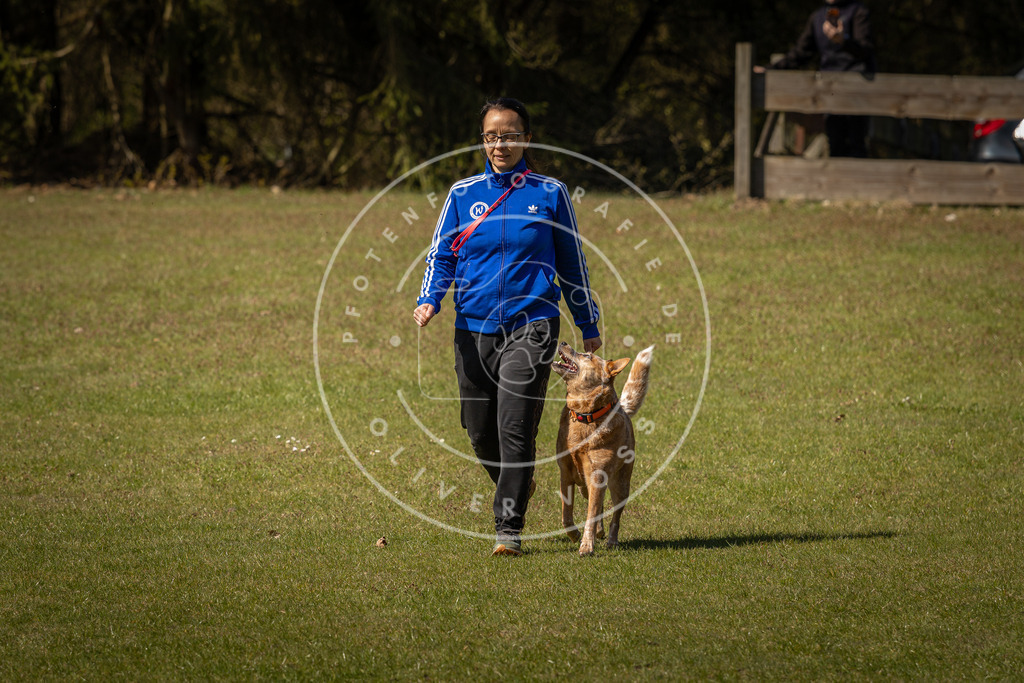 Pfotenfotografie_DV3A0863 | Hundefotografie, Tierfotograf, Pfotenfotografie, Fotoshooting Hund, Hunde Portrait, Hundesport, Hundeportraits, Heideshooting, Hunde, Sportfotograf, Hundefotograf, Turnierhundsport, THS,  - Realisiert mit Pictrs.com