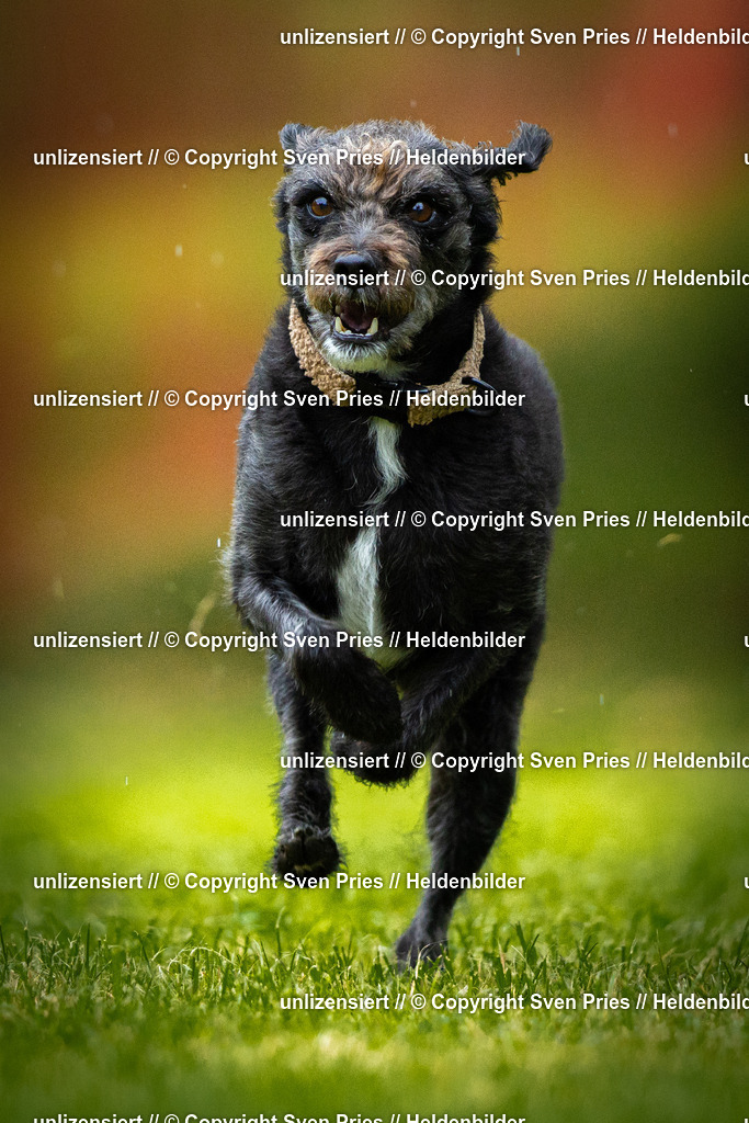 Sven Pries | 2025-09-21 - Hunderennen Baden-Oos - Realisiert mit Pictrs.com