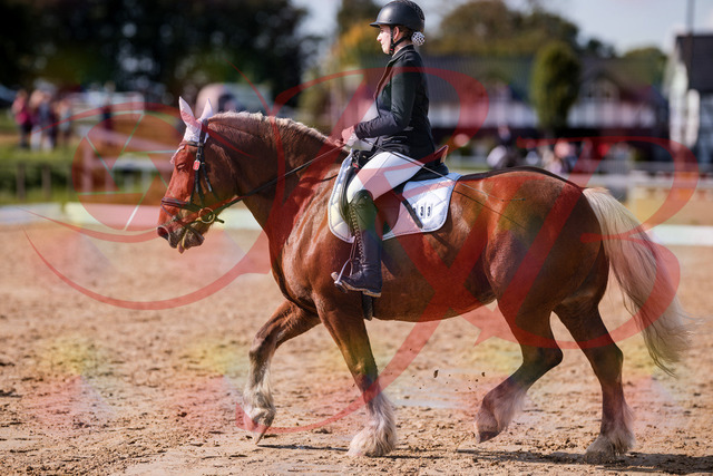 2026_10_03_Siefer-Hof_130214_Z81_55667707 | Professionelle Reitsport-, Turnier- und Eventfotografie von Robert Broda. Galerien mit ausgewählten und bearbeiteten Bildern direkt online ansehen und bestellen.