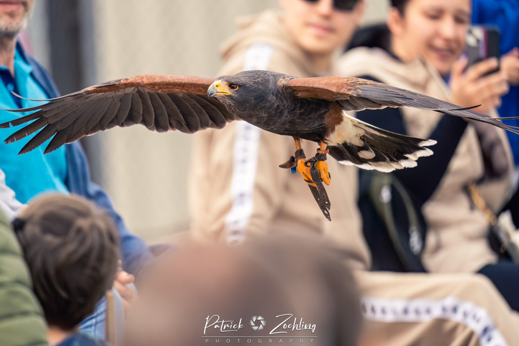 Greifvogl-Zöchling (8 von 23) | Mein Name ist Patrick Zöchling. Auf dieser Website siehst Du meine Projekte als Fotograf und kannst Dir Deine Fotos in Galerien ansehen und herunterladen. Über einen Webshop kannst Du Bilder ausarbeiten, auf T-Shirt drucken usw. - Realisiert mit Pictrs.com