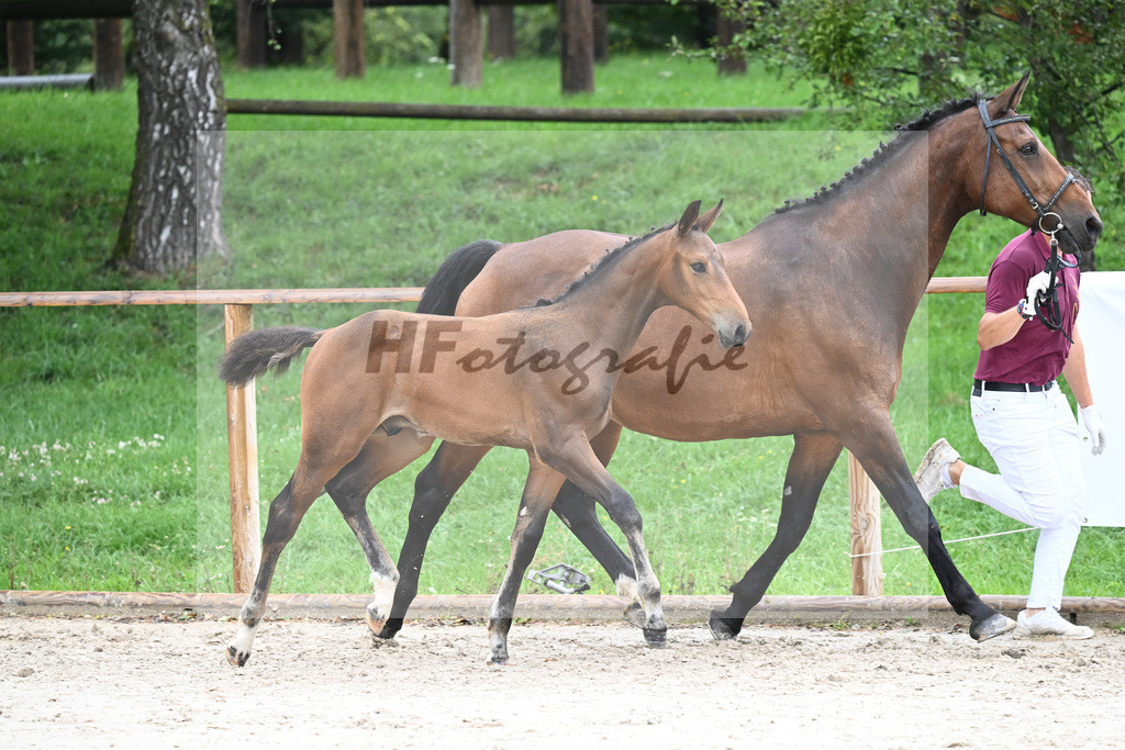 Kat-Nr. 22 HF Coros_Wohlsperger_25230399 | hf-fotografie - Realisiert mit Pictrs.com