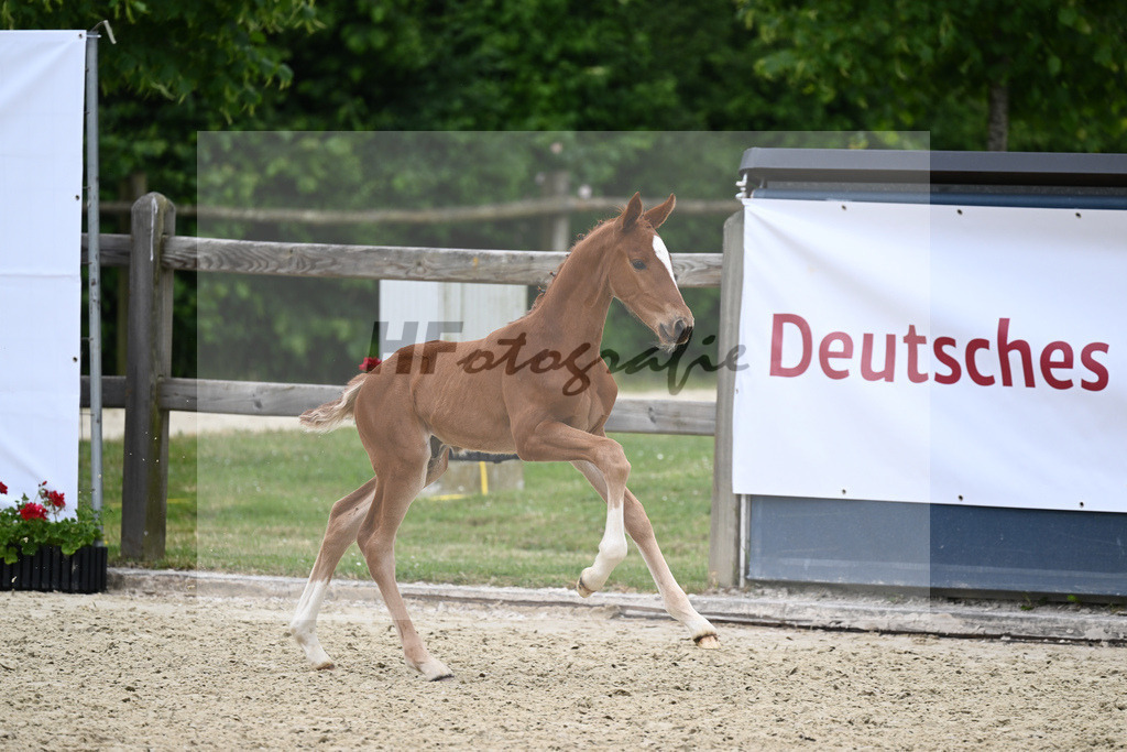 Kat-Nr. 40 HF DSP Feliciano_Eder_17230486 | hf-fotografie - Realizzato con Pictrs.com