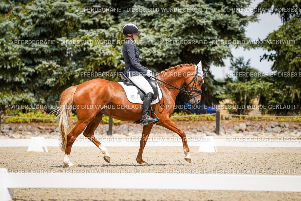 DSC02971 | Pferdegrafie