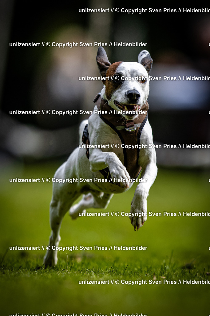 Sven Pries | 2025-10-03 - Hunderennen Obergrombach - Realisiert mit Pictrs.com