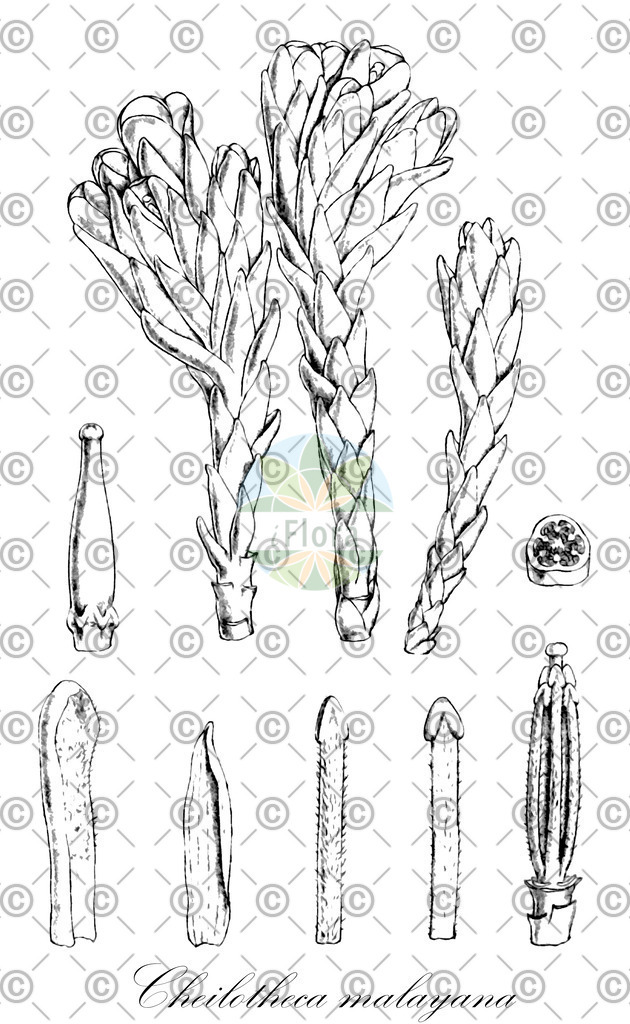 HistAbb_wfo-0000840860_1_ENZY_Simple | Historische Abbildung von Cheilotheca malayana - Ericaceae | Historical Illustration of Cheilotheca malayana - Ericaceae