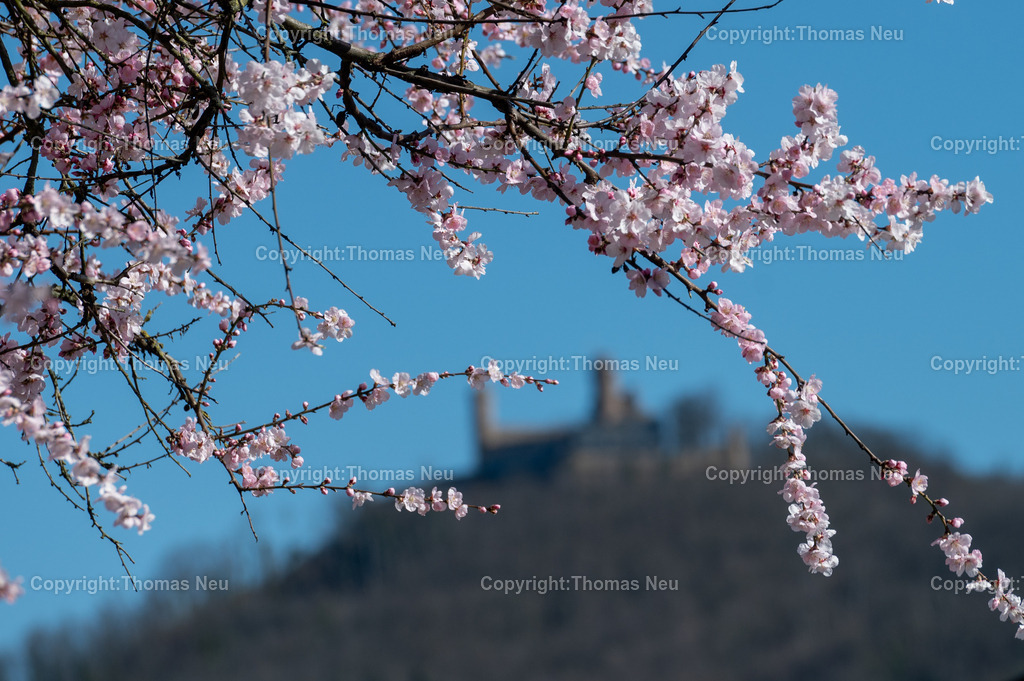Frühling_Mandelblüte_Schloss_Auerbach_DSC_6494 | , Bensheim, Bensheim im Blütenrausch, wie hier am Berliner Ring am ehemaligen Vogelpark, Mandelblüte mit dem Auerbacher Schloss im Hintergrund,  , Bild: Thomas Neu