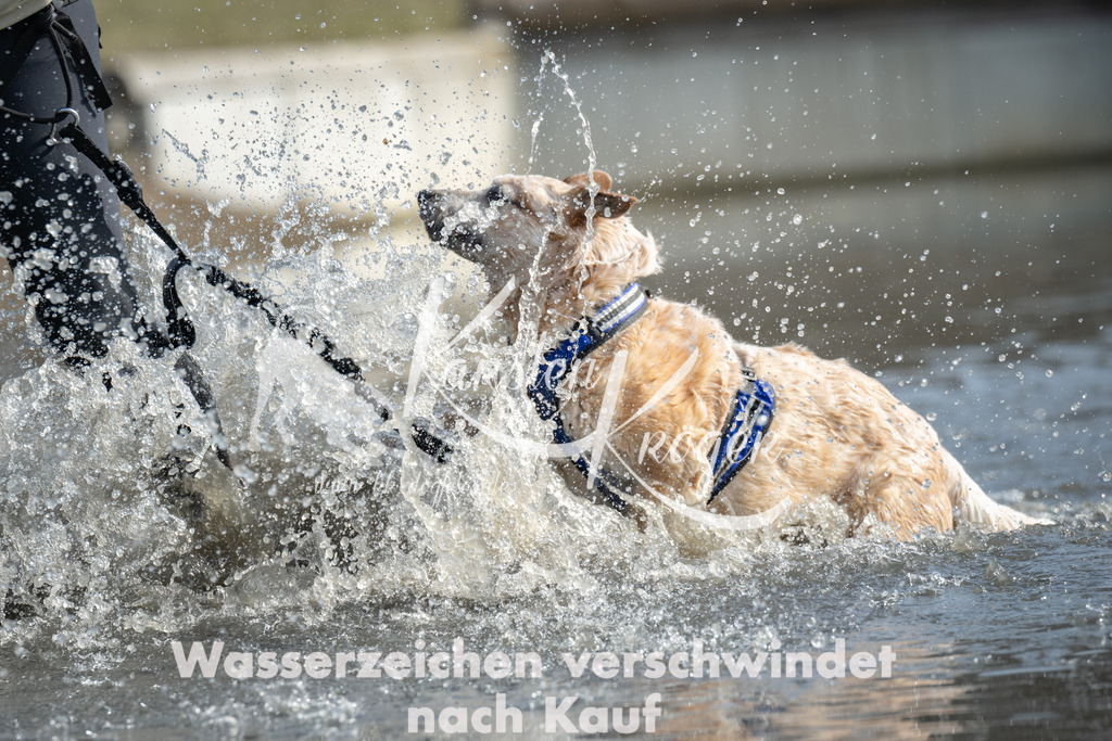 1230_ZZ90127 | kk-dogfotos