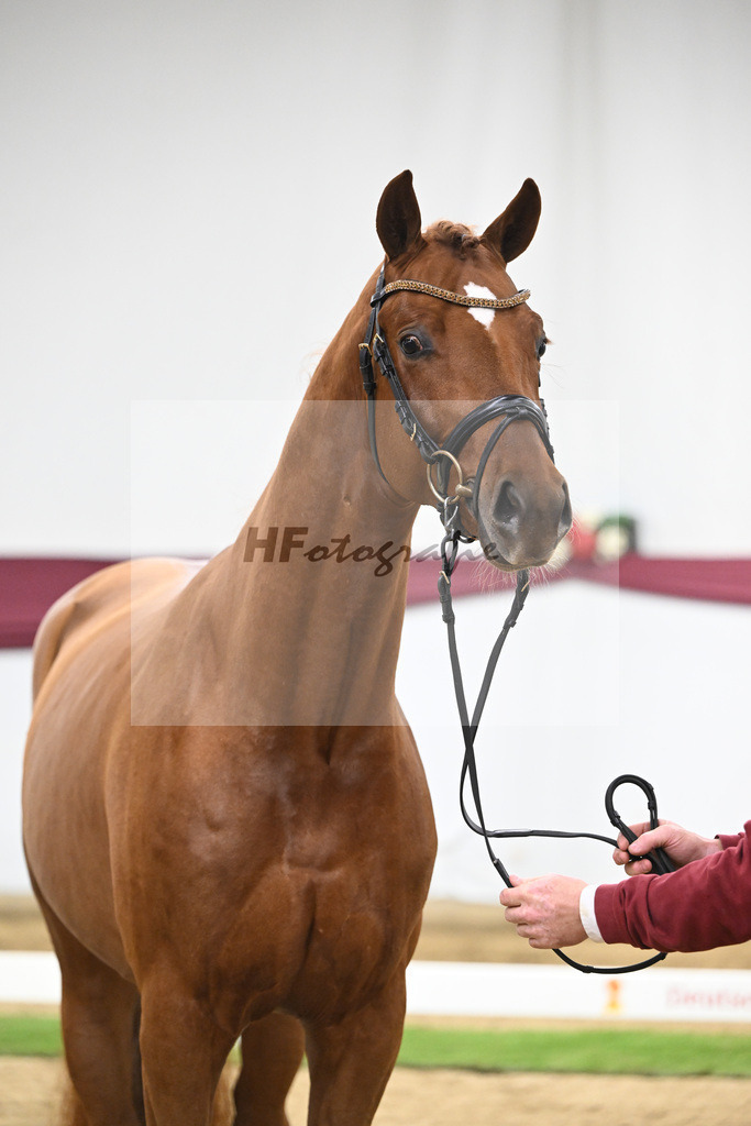 Kat-Nr. 133 Von Und Zu x Locksley III_Sabine Lehner_47254489 | hf-fotografie - Realisiert mit Pictrs.com