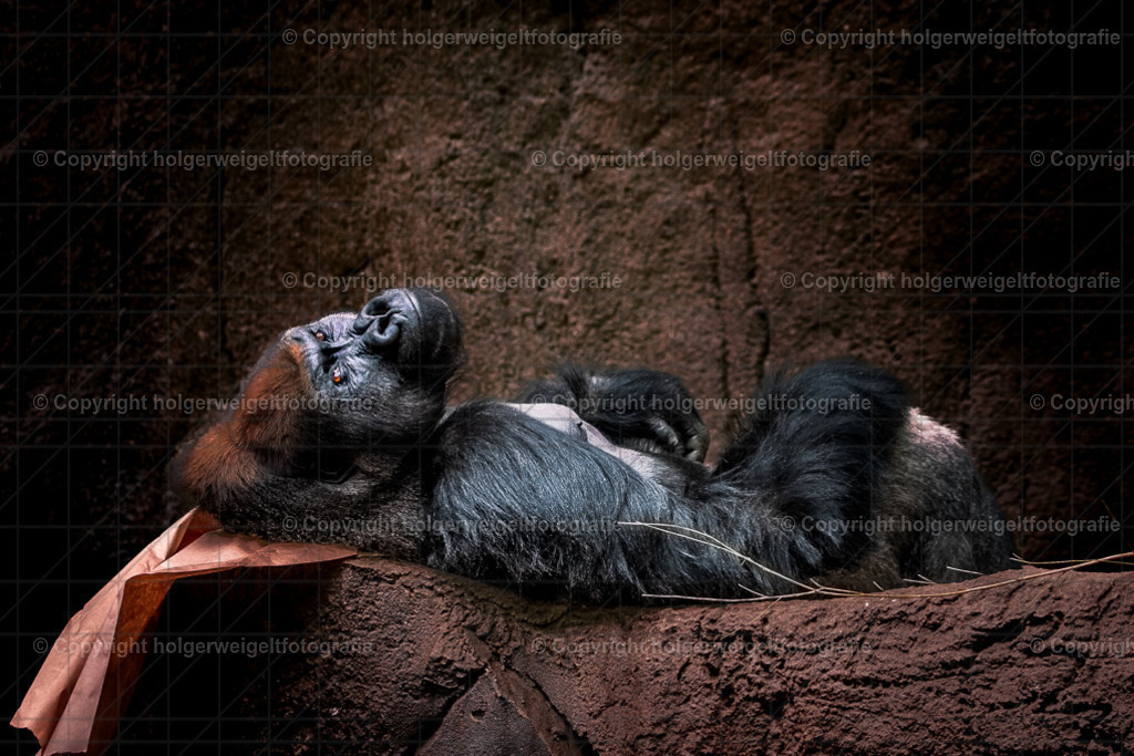 Wie man sich bettet so liegt man | Kaufen sie online außergewöhnliche Fotografien auf Leinwand Acrylglas Fotoprint Aludibond von holgerweigeltfotografie - Realisiert mit Pictrs.com