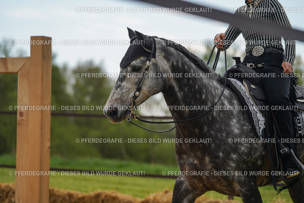 DSC02358 | Pferdegrafie