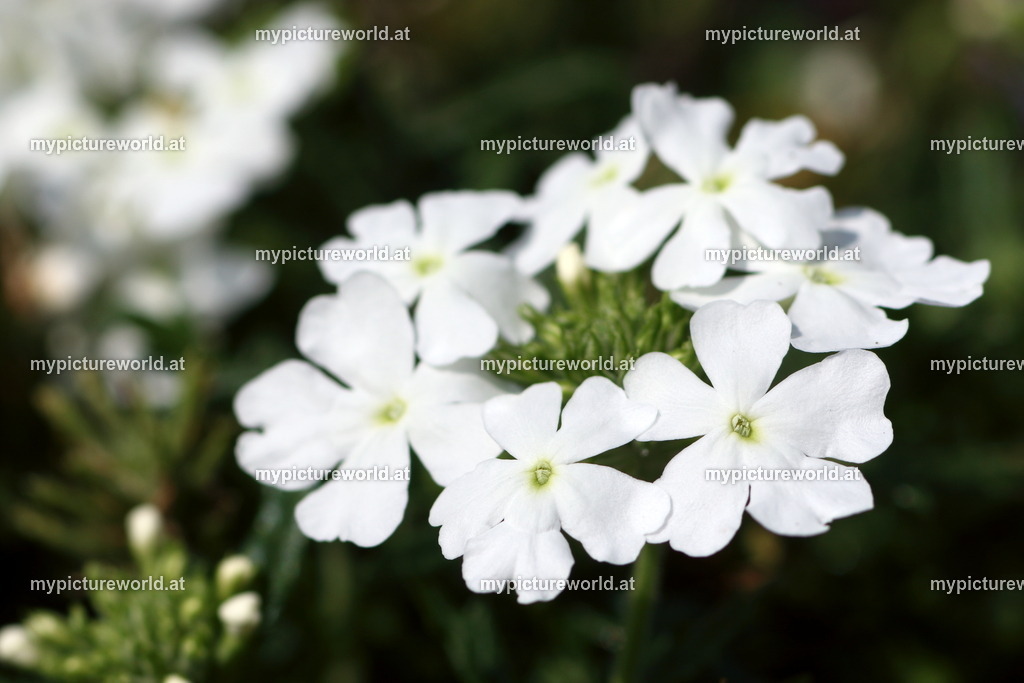 Verbene-006 | Das Bilderarchiv über Tiere, Planzen und Landschaften. In der Bilddatenbank finden Sie ein große Auswahl an hochwertigen Bilder für Ihre Werbung - Realized with Pictrs.com