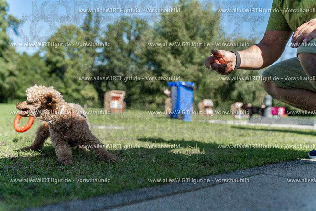 Hundeschwimmen_Volksbad_2026-allesWIRTHgut_Tierfotografie-2609061110-102033-7R509459 | Professionelle Tierfotografie in Mönchengladbach von Daniel Wirth (allesWIRTHgut). Liebevolle & natürliche Bilder von Hunden & Katzen für unvergessliche Erinnerungen.