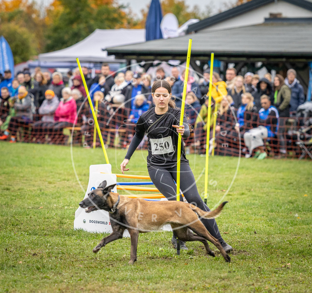 Pfotenfotografie_DV3A0677 | Hundefotografie, Tierfotograf, Pfotenfotografie, Fotoshooting Hund, Hunde Portrait, Hundesport, Hundeportraits, Heideshooting, Hunde, Sportfotograf, Hundefotograf, Turnierhundsport, THS,  - Realisiert mit Pictrs.com
