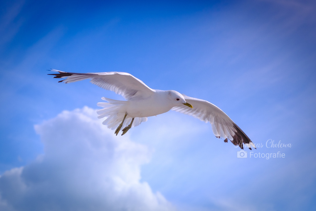 Möwen auf Fehmarn | Der Onlineshop für malerische Fotografien aus dem Landkreis Vechta✅ Premium Druck auf Leinwand✅ Acryl✅ oder Alu-Dibond✅➤Jetzt Bestellen! - Realisiert mit Pictrs.com