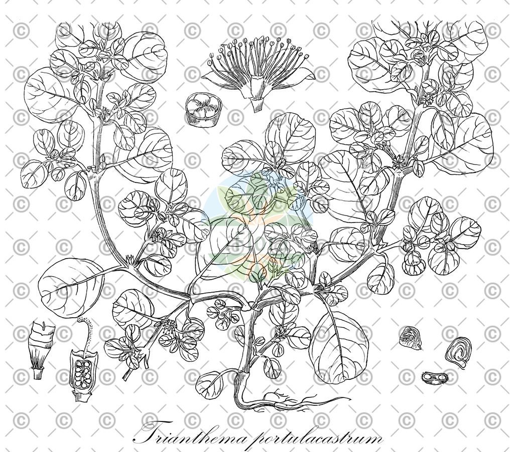 HistAbb_wfo-0000904048_1_ENZY_Simple | Historische Abbildung von Trianthema portulacastrum - Aizoaceae | Historical Illustration of Trianthema portulacastrum - Aizoaceae