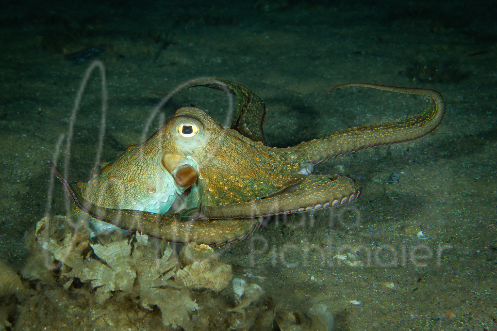 Octopus vulgaris | Cast: Pulpo de roca, Ang: Common octopus, Fr: Pienoire, poulpe,  Al: Krake - Realisiert mit Pictrs.com