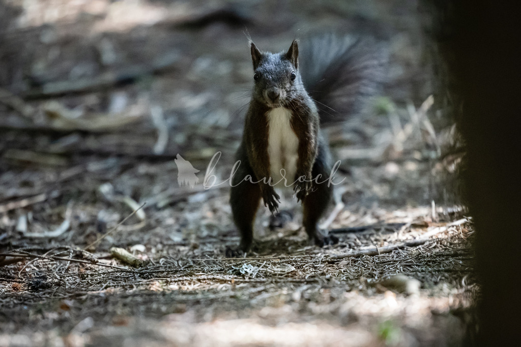 2J4A2593 | Sportbilder, Sportfotograf, Hochzeits- und Eventfotografin, Flugshows, Portraits und Tiershooting, Aviation, Downhill, Nationalleague, Swissleague, International