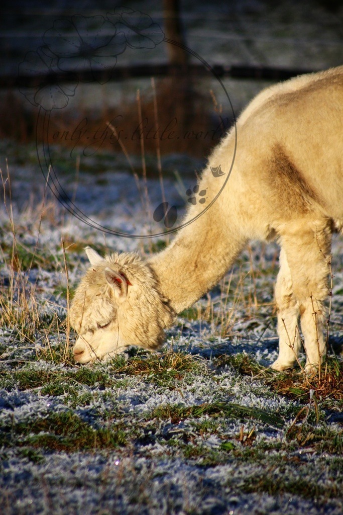 Alpaka weiß 001 | only.this.little.world - Realisiert mit Pictrs.com