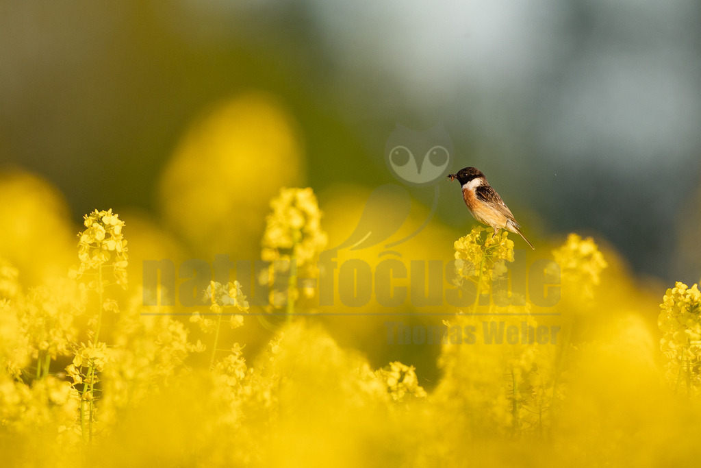 R6M39699_20260501 | Der Bildershop von www.natur-focus.de bietet ihnen den einfachen Kauf von Bildmaterial per Download aus allen Bereichen der Natur. In den Galerien finden sie Landschaftsfotos, Tierbilder und natürlich auf Pflanzenfotos. - Realisiert mit Pictrs.com