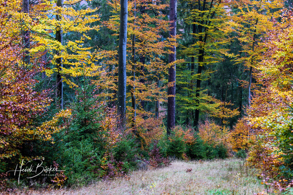 Buchenwald im Herbst | Buchenwald im Herbst  - Realisiert mit Pictrs.com