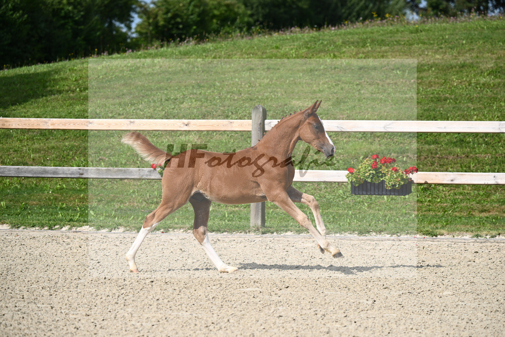 Genscher x Der feine Lord AT_HF_Sandweger_29240064 | hf-fotografie - Realisiert mit Pictrs.com
