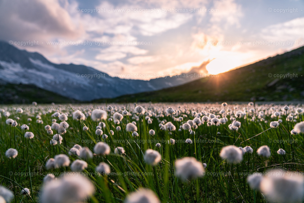 Wollgras Oberer Gerlossee copyright  Thomas Pfister-5 | PHOTOGRAPHY BY THOMAS PFISTER