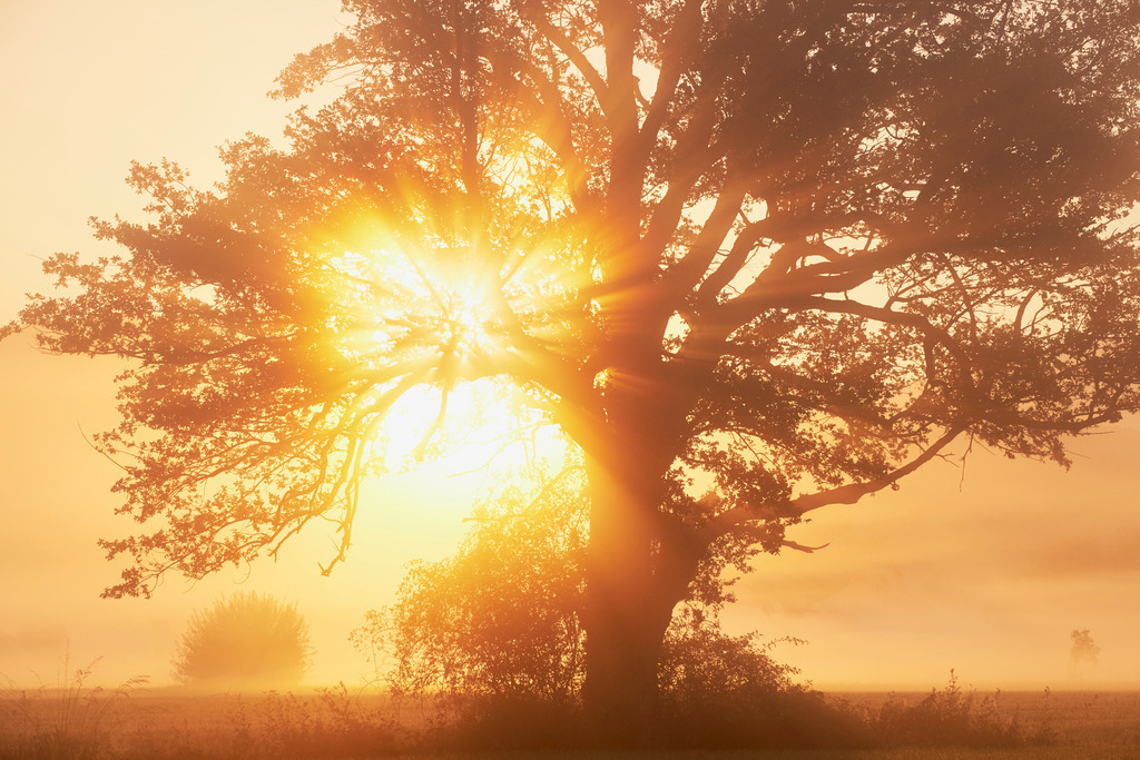 Baum im Nebel | Lauterach, Austria - September 09, 2015: Sonnenaufgang in Riedlandschaft. - Realisiert mit Pictrs.com