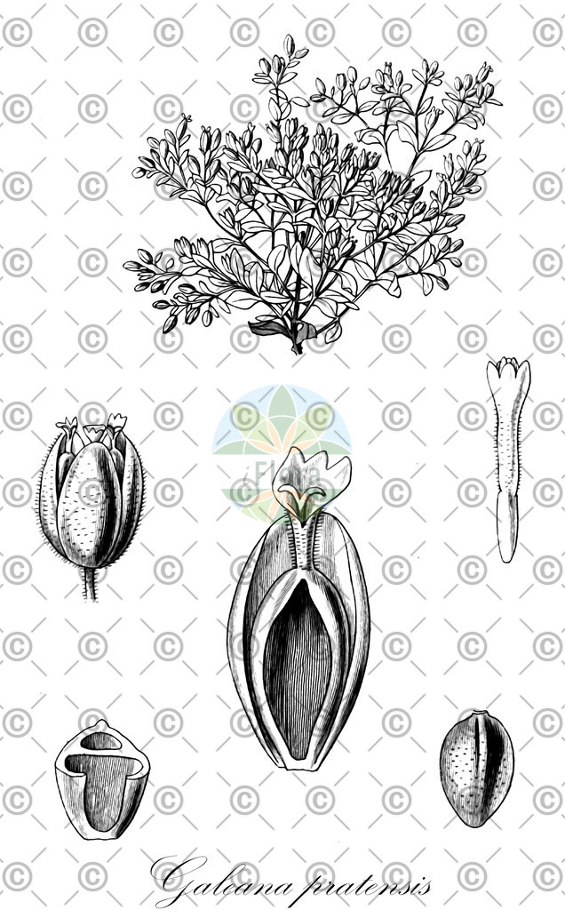 HistAbb_wfo-0000912692_1_ENZY_Simple | Historische Abbildung von Galeana pratensis - Asteraceae | Historical Illustration of Galeana pratensis - Asteraceae