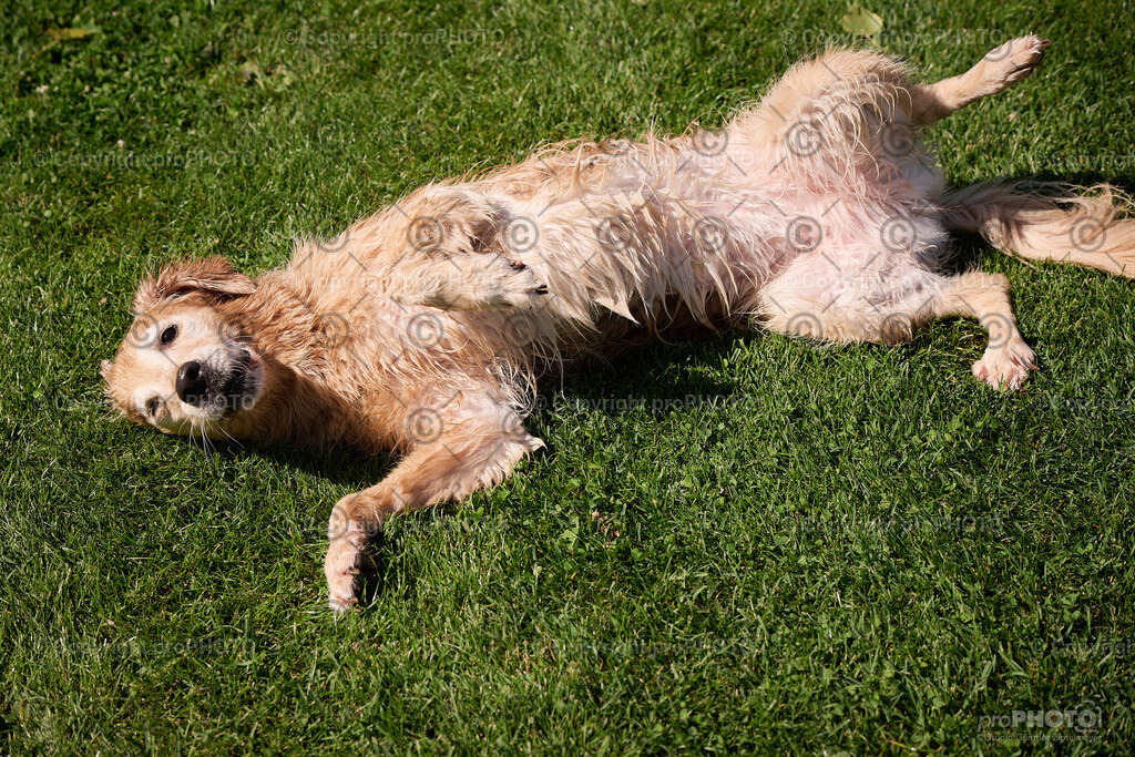 078_202509_4Hundebadetag_NZ9_2345 | proPHOTO - Realisiert mit Pictrs.com