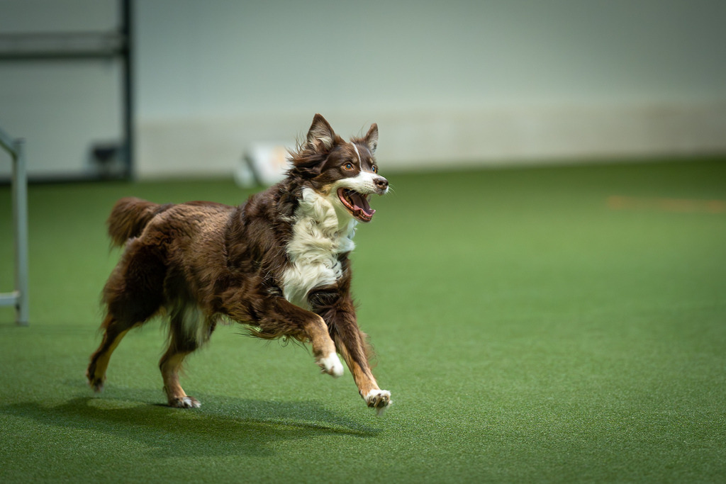 allesWIRTHgut Tierfotografie - 7IV05445-Verbessert-RR | Professionelle Tierfotografie in Mönchengladbach von Daniel Wirth (allesWIRTHgut). Liebevolle & natürliche Bilder von Hunden & Katzen für unvergessliche Erinnerungen.