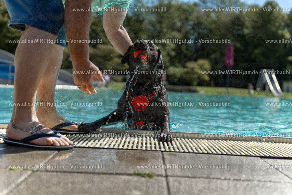 Hundeschwimmen_Volksbad_2026-allesWIRTHgut_Tierfotografie-2609061240-115003-7R500108 | Professionelle Tierfotografie in Mönchengladbach von Daniel Wirth (allesWIRTHgut). Liebevolle & natürliche Bilder von Hunden & Katzen für unvergessliche Erinnerungen.