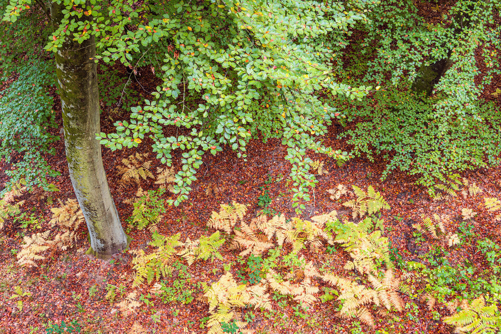 Herbstliche Wälder auf der Insel Rügen | Herbstliche Wälder auf der Insel Rügen.