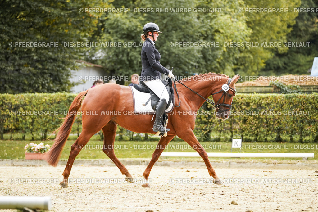 DSC08286 | Pferdegrafie