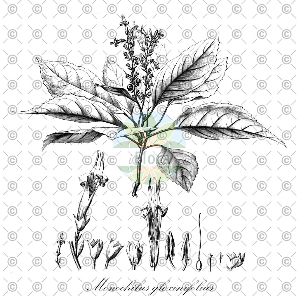 HistAbb_wfo-0000452605_1_ENZY_Simple | Historische Abbildung von Monochilus gloxinifolius - Lamiaceae | Historical Illustration of Monochilus gloxinifolius - Lamiaceae