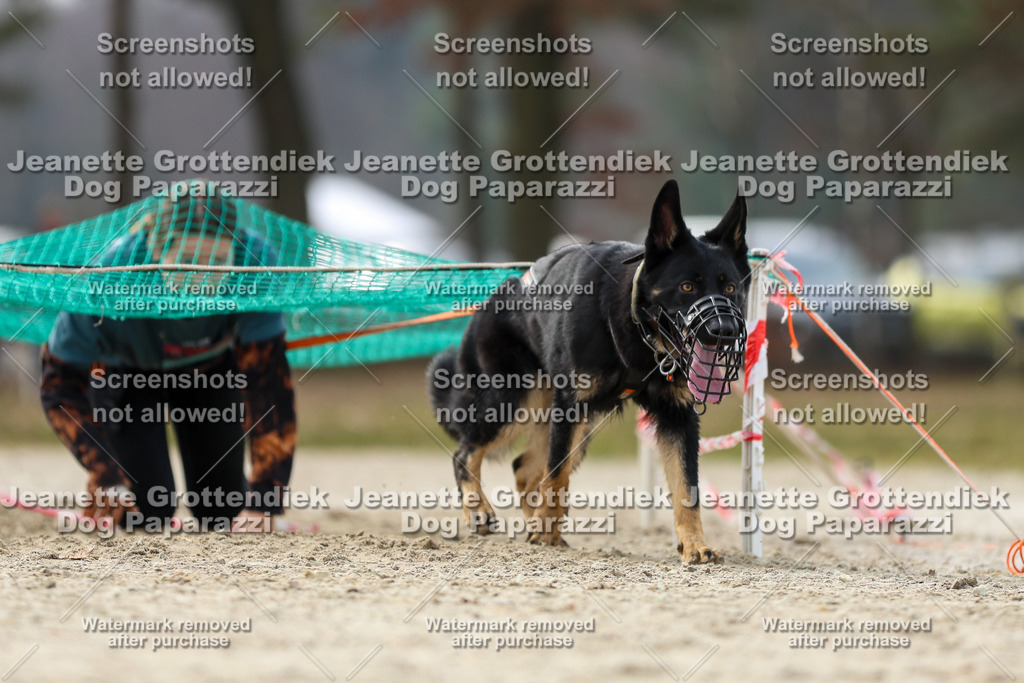 Dog Paparazzi - Strongdog North Mrz26-5517 | Dog Paparazzi Jeanette Grottendiek Fotografie & Videografie - Realisiert mit Pictrs.com