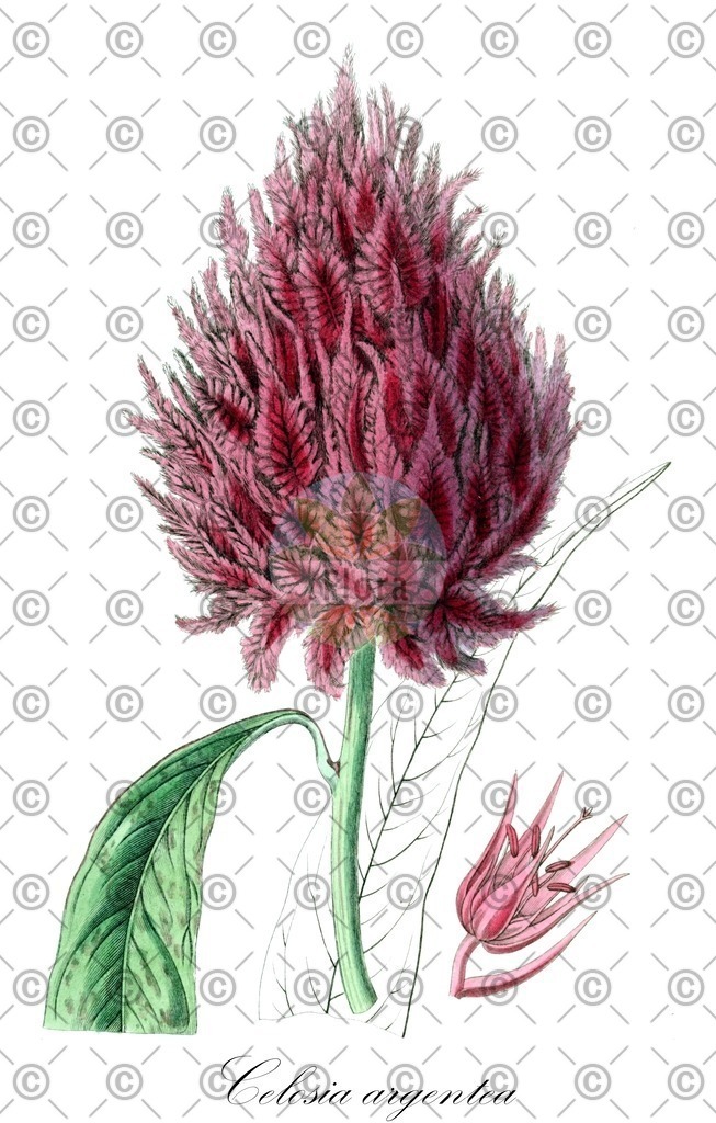 HistAbb_wfo-0000593019_3_ENZY_Simple | Historische Abbildung von Celosia argentea - Amaranthaceae (Silber-Brandschopf) | Historical Illustration of Celosia argentea - Amaranthaceae