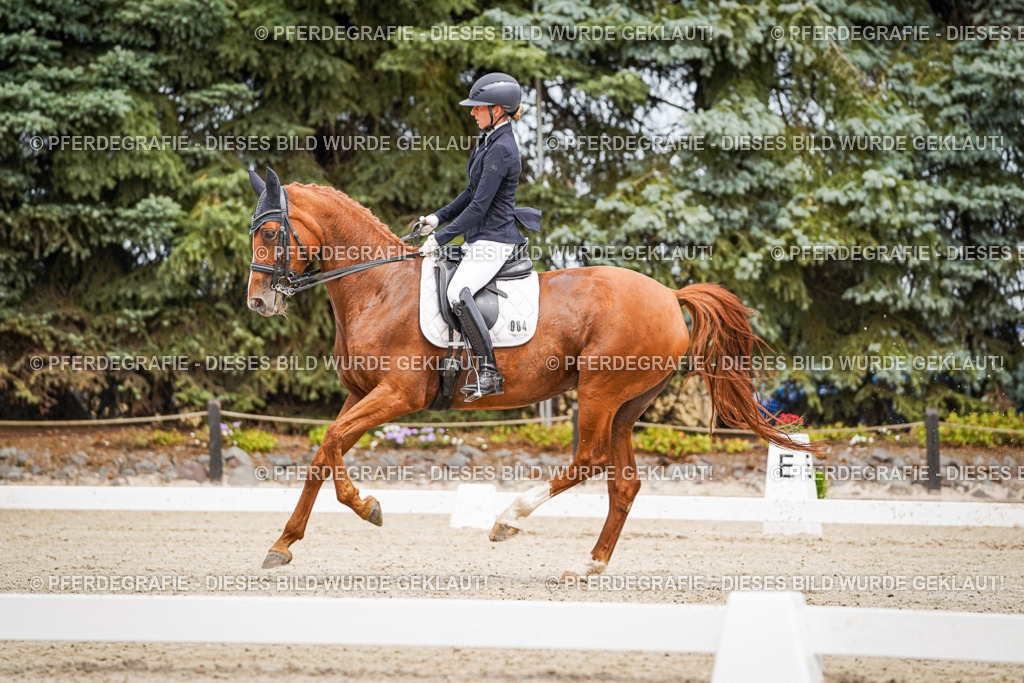 DSC04749 | Pferdegrafie