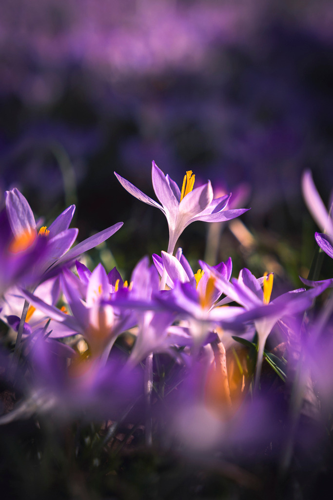 Krokusse im Sonnenlicht | Die ersten Frühlingsboten recken sich dem Licht entgegen – Krokusse in leuchtendem Lila tanzen im milden Sonnenlicht des Frühjahrs. - Realisiert mit Pictrs.com