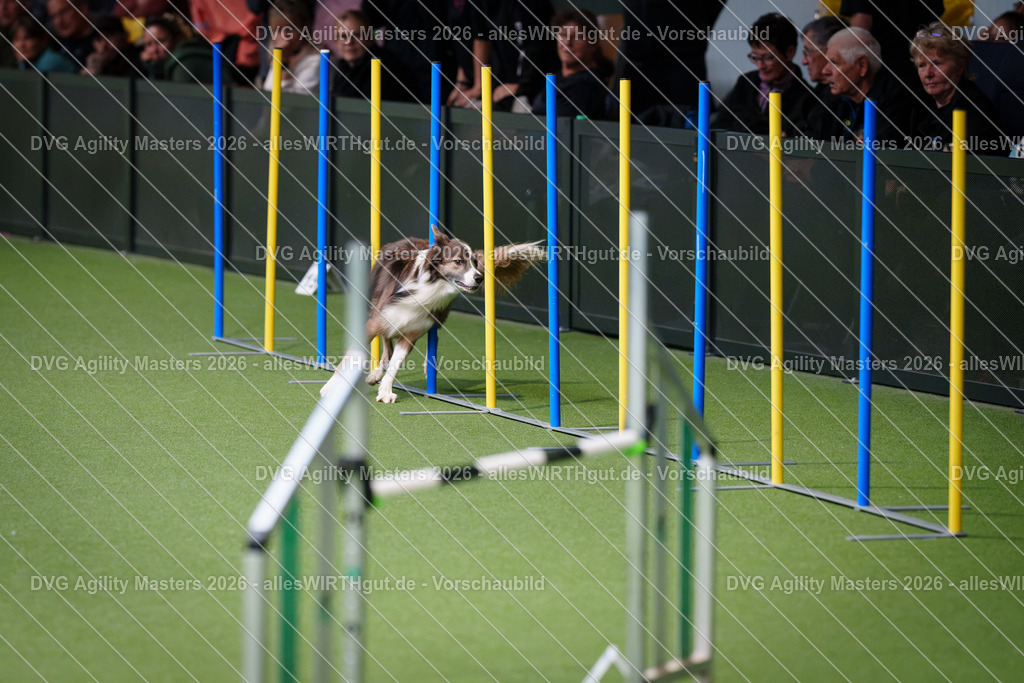 allesWIRTHgut_Tierfotografie-DVG_Agility_Masters_2026-09_40-7R502378 | Professionelle Tierfotografie in Mönchengladbach von Daniel Wirth (allesWIRTHgut). Liebevolle & natürliche Bilder von Hunden & Katzen für unvergessliche Erinnerungen.