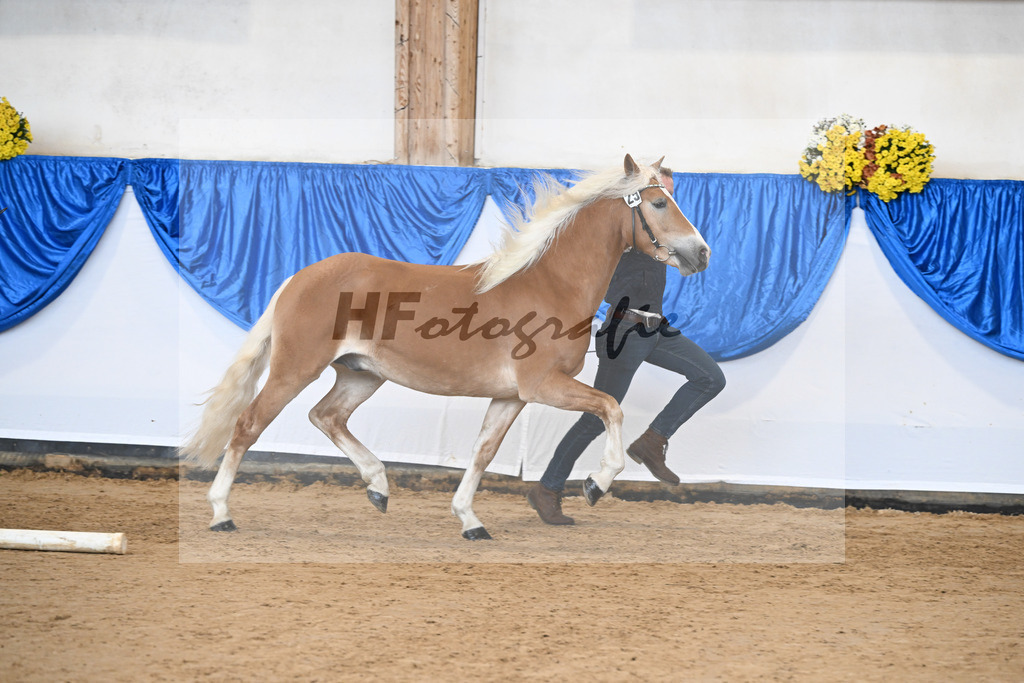 Kat-Nr. 25 Bandit v. Barios_Haflingergestuet Meura_48251056 | hf-fotografie - Realisiert mit Pictrs.com