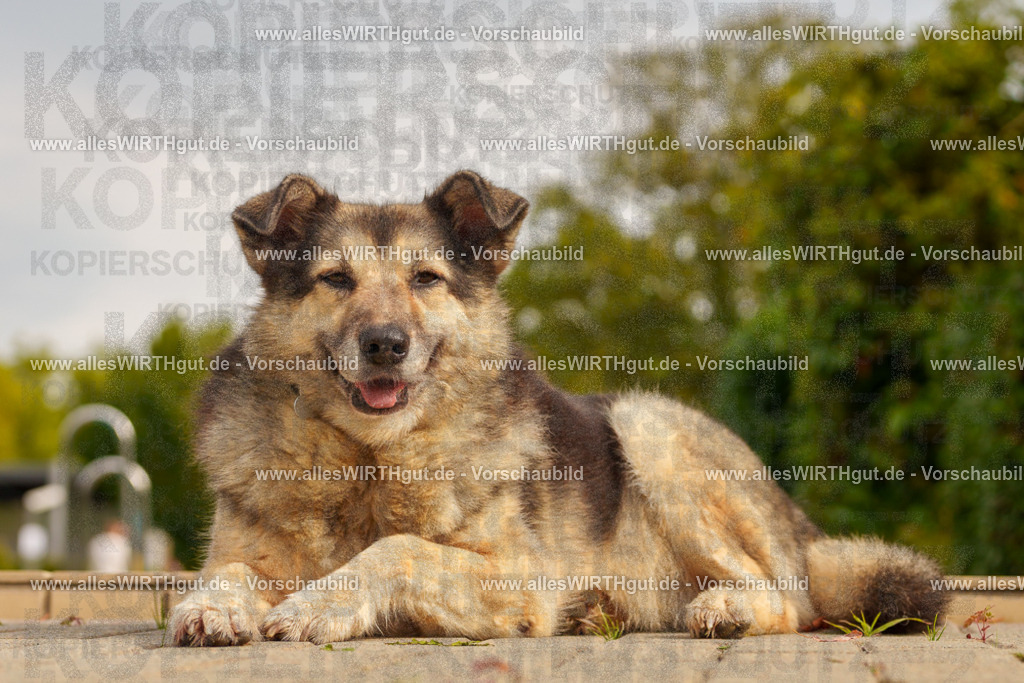Hundeschwimmen_Grefrath_2026-allesWIRTHgut_Tierfotografie-11_33-7R503376 | Professionelle Tierfotografie in Mönchengladbach von Daniel Wirth (allesWIRTHgut). Liebevolle & natürliche Bilder von Hunden & Katzen für unvergessliche Erinnerungen.