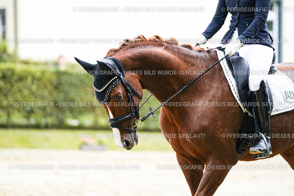 DSC06991 | Pferdegrafie