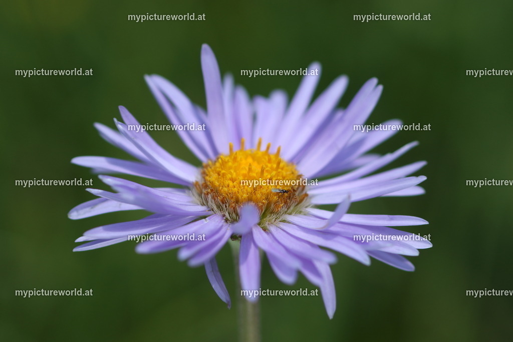 Alpenaster-004 | Das Bilderarchiv über Tiere, Planzen und Landschaften. In der Bilddatenbank finden Sie ein große Auswahl an hochwertigen Bilder für Ihre Werbung - Realized with Pictrs.com