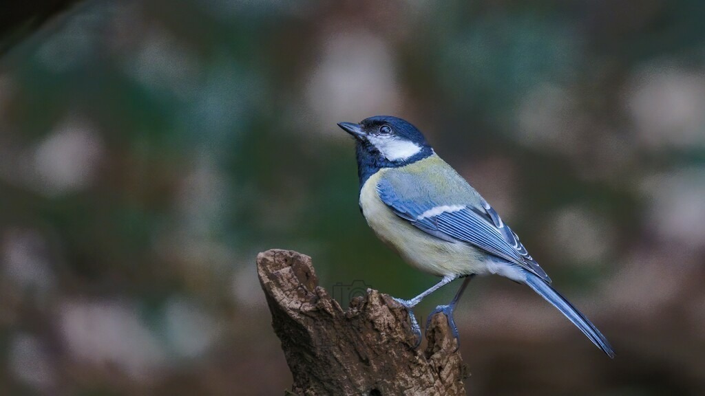 P1003728-Bearbeitet-2024-LR | Natur im Moment - Realisiert mit Pictrs.com