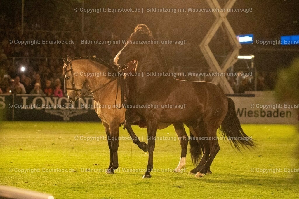 20230526_Pferdenacht_1448 | equistock